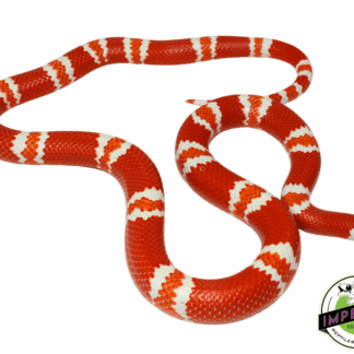 Tangerine Albino Honduran Milksnake Adult