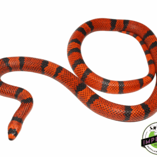 Hypo Tangerine Honduran Milksnake Adult