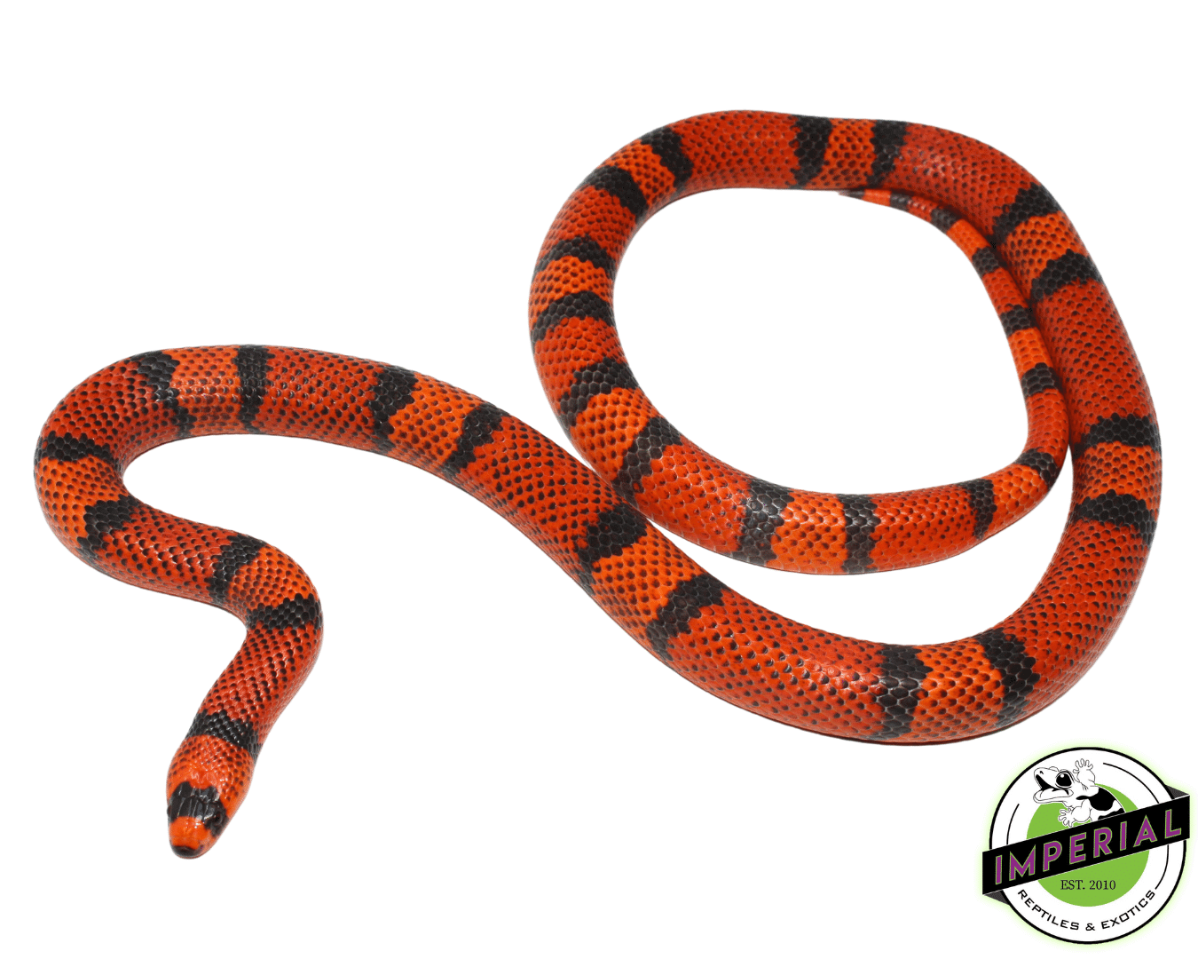Hypo Tangerine Honduran Milksnake Adult