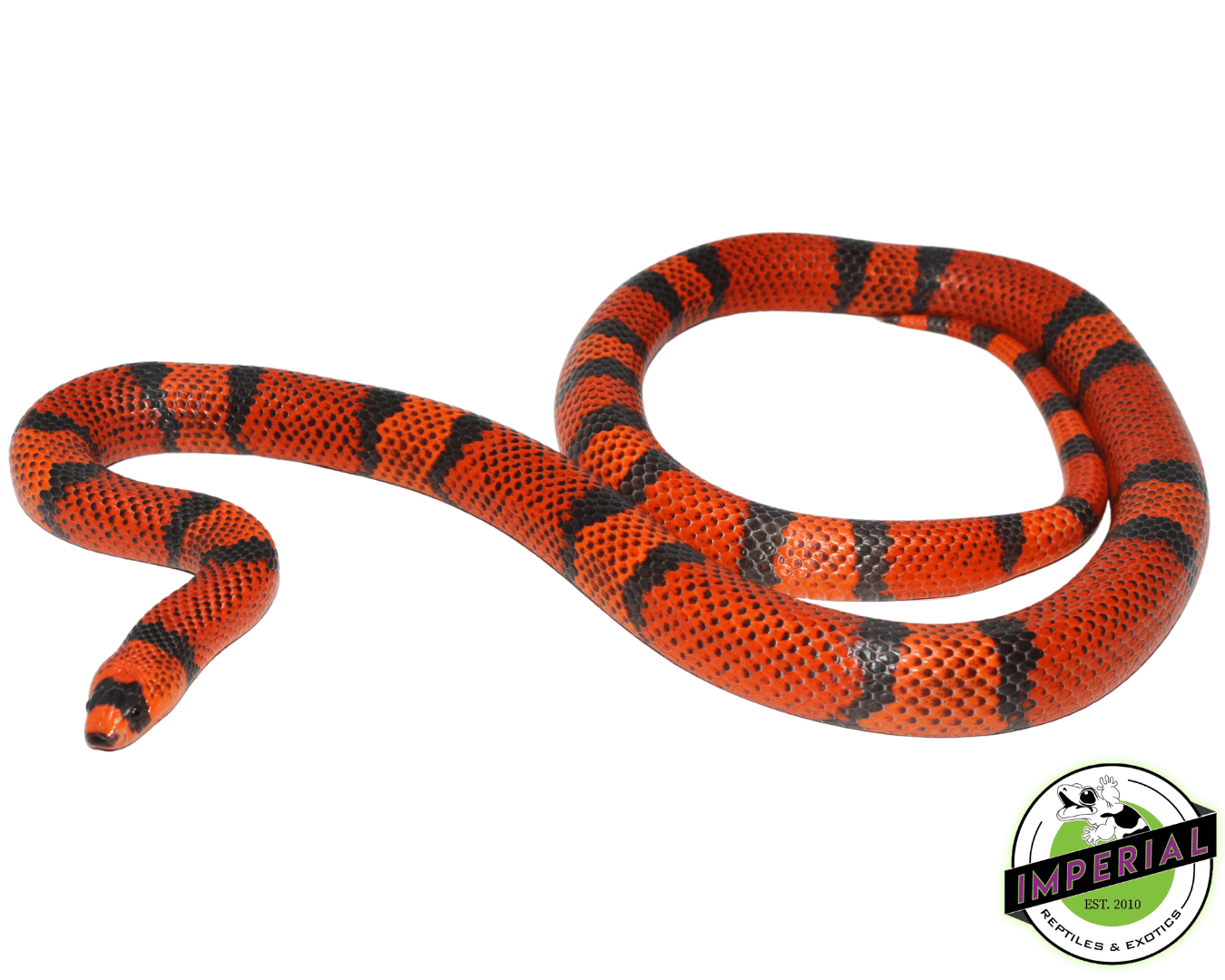 Hypo Tangerine Honduran Milksnake Adult - Image 2