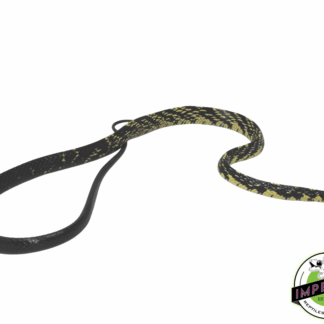 Suriname Tiger Rat Snake Female