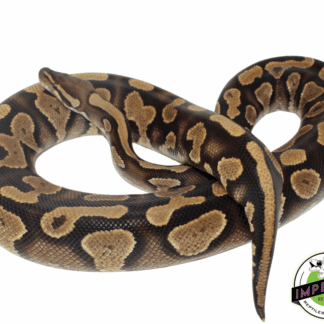 YellowBelly Adult Ball Python