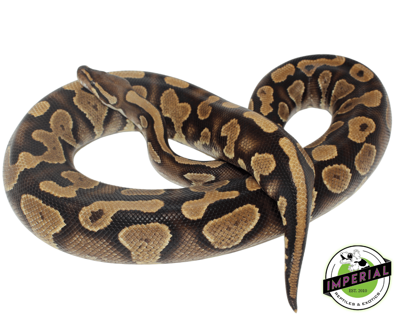 YellowBelly Adult Ball Python