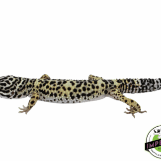 Tang x Afghan Leopard Gecko Adult