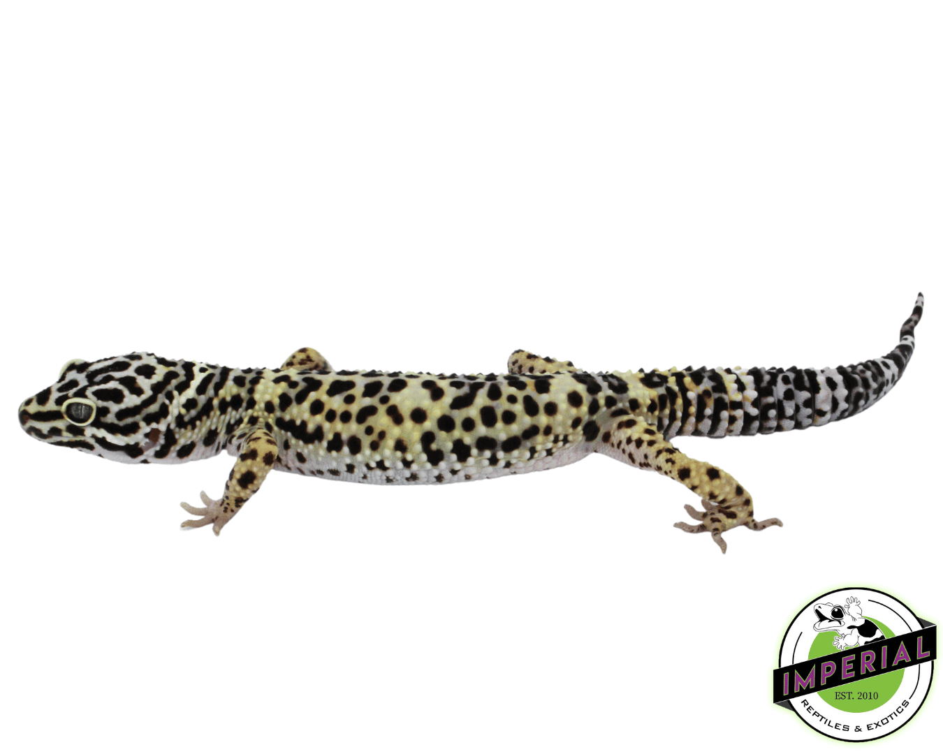 Tang x Afghan Leopard Gecko Adult