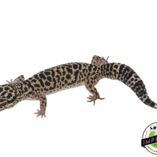 Afghan Leopard Gecko Female