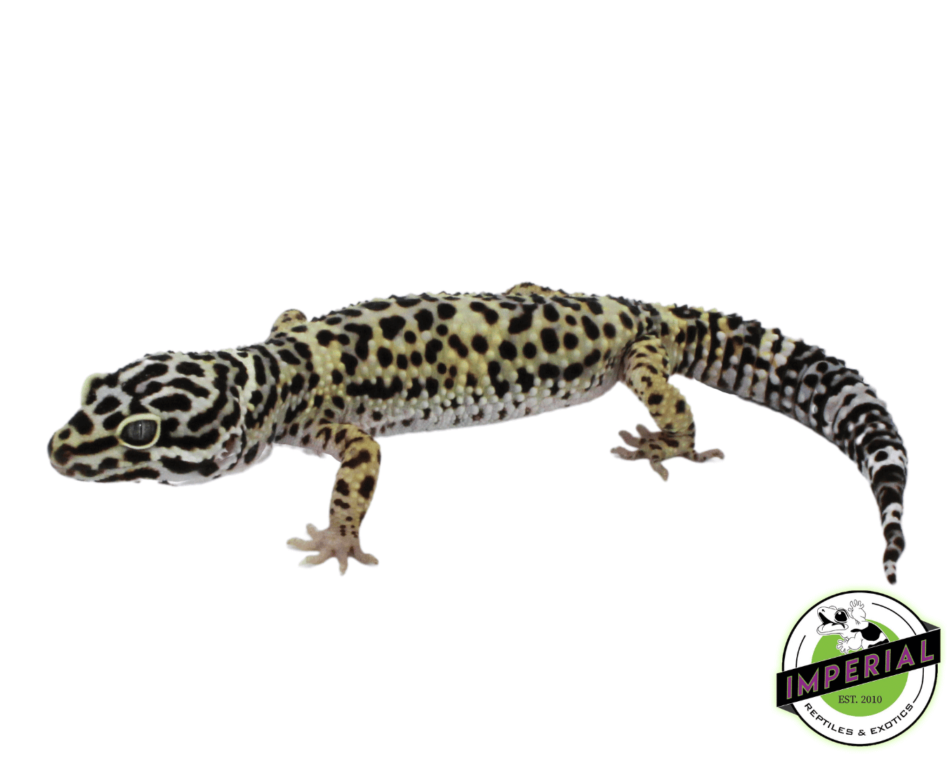 Tang x Afghan Leopard Gecko Adult - Image 2