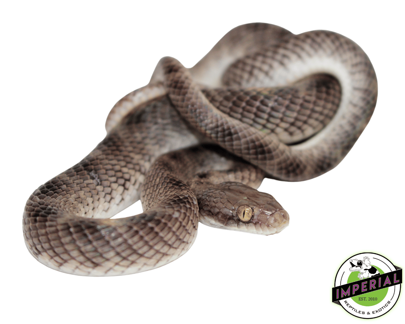 Egyptian Cat Snake - Image 2