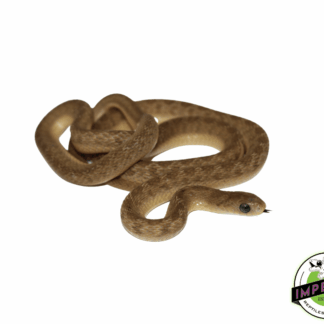 Baby Egg Eating Snake (DASYPELTIS GANSI)