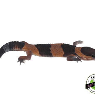 Banded African Fat Tail Gecko