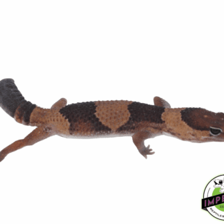 Dinker African Fat Tail Gecko