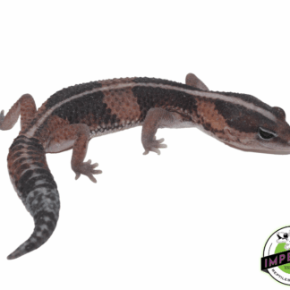 Stripe African Fat Tail Gecko