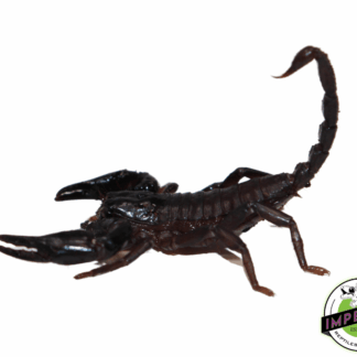 Juvenile Asian Forest Scorpion