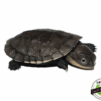 African Helmeted Turtle Baby