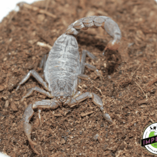 Yellow Congo Scorpion (Hottentota hottentota)
