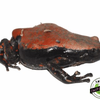 Red and Black Walking Frog