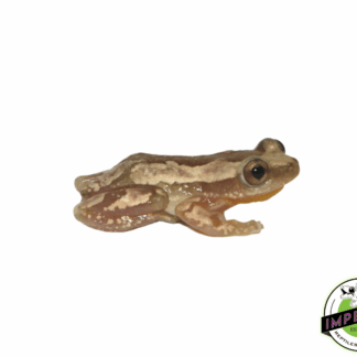 African Reed Frog
