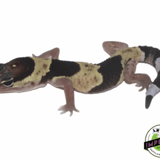 Banded African Fat Tail Gecko Baby