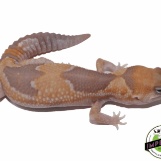 Caramel Zulu African Fat Tail Gecko