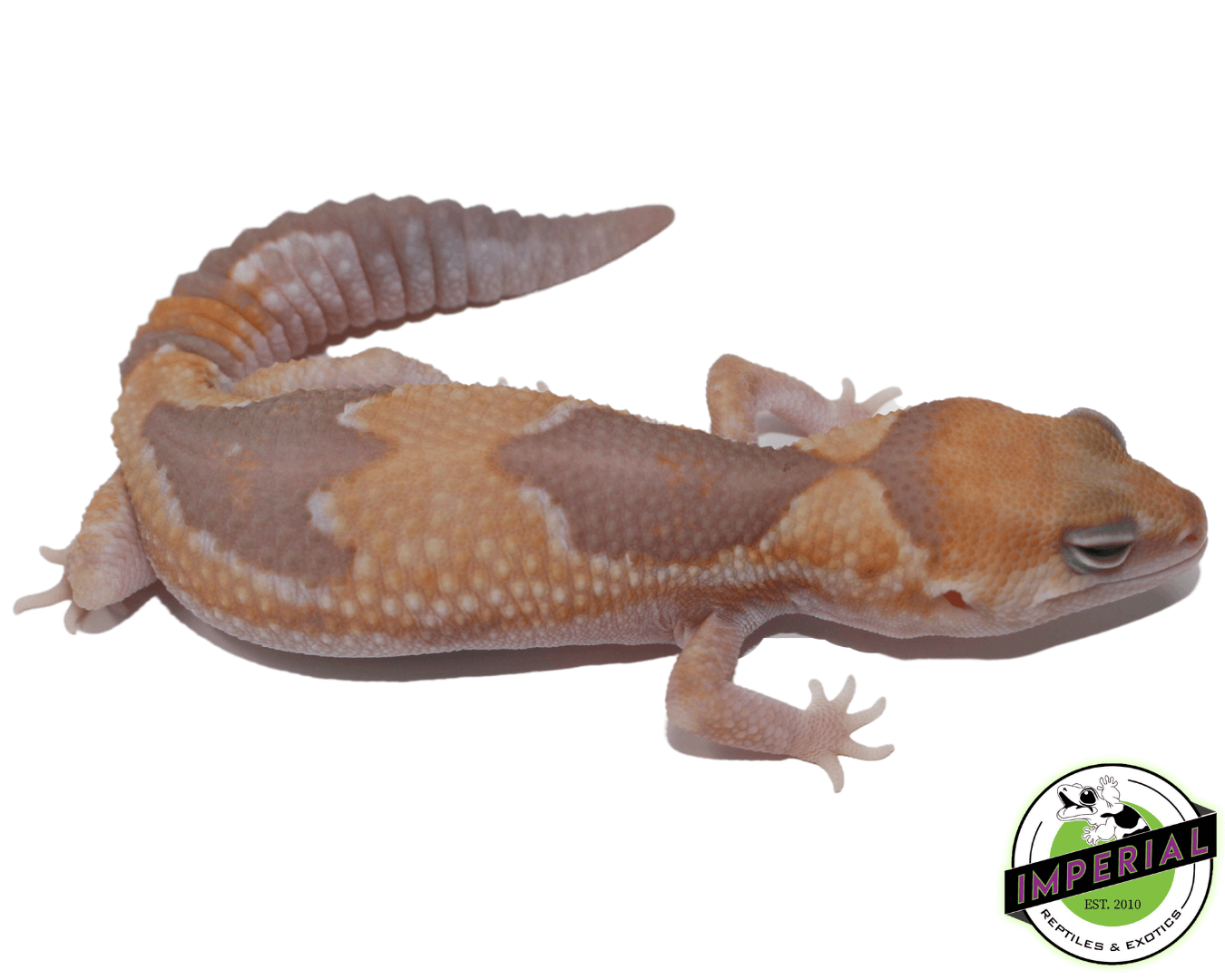 Caramel Zulu African Fat Tail Gecko