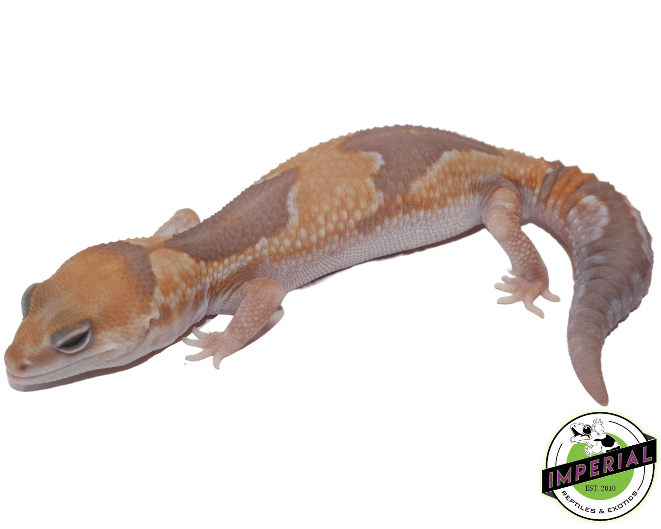Caramel Zulu African Fat Tail Gecko - Image 2