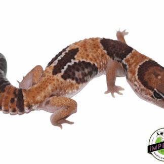 Tangerine Aberrant African Fat Tail Gecko