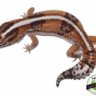 Tangerine Whiteout African Fat Tail Gecko Adult