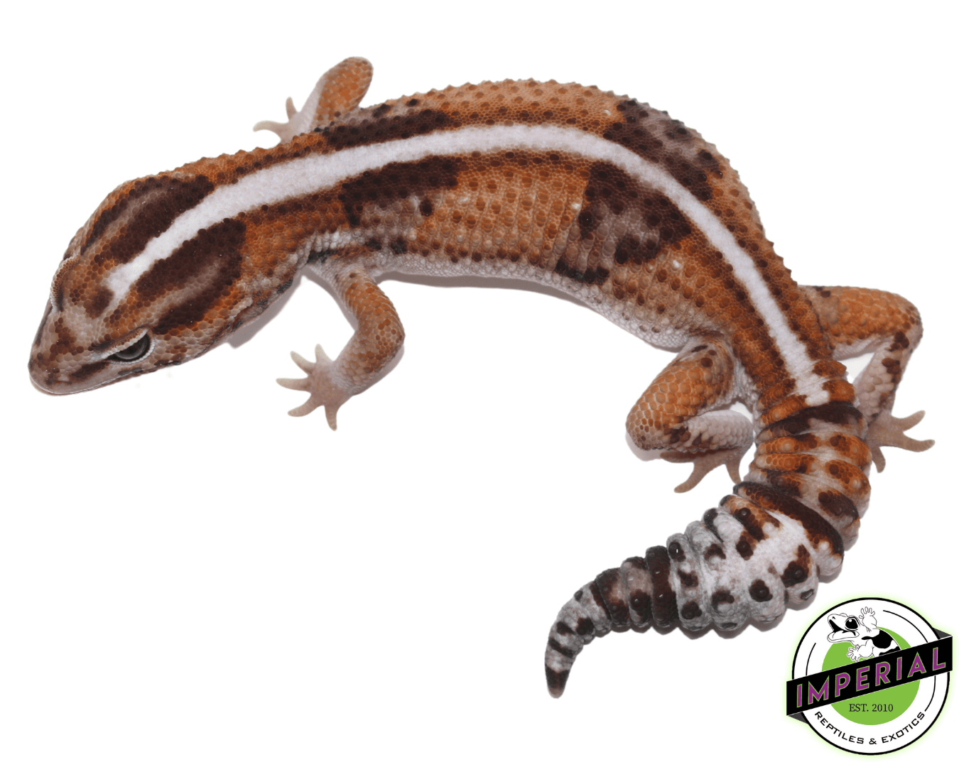 Tangerine Whiteout African Fat Tail Gecko Adult