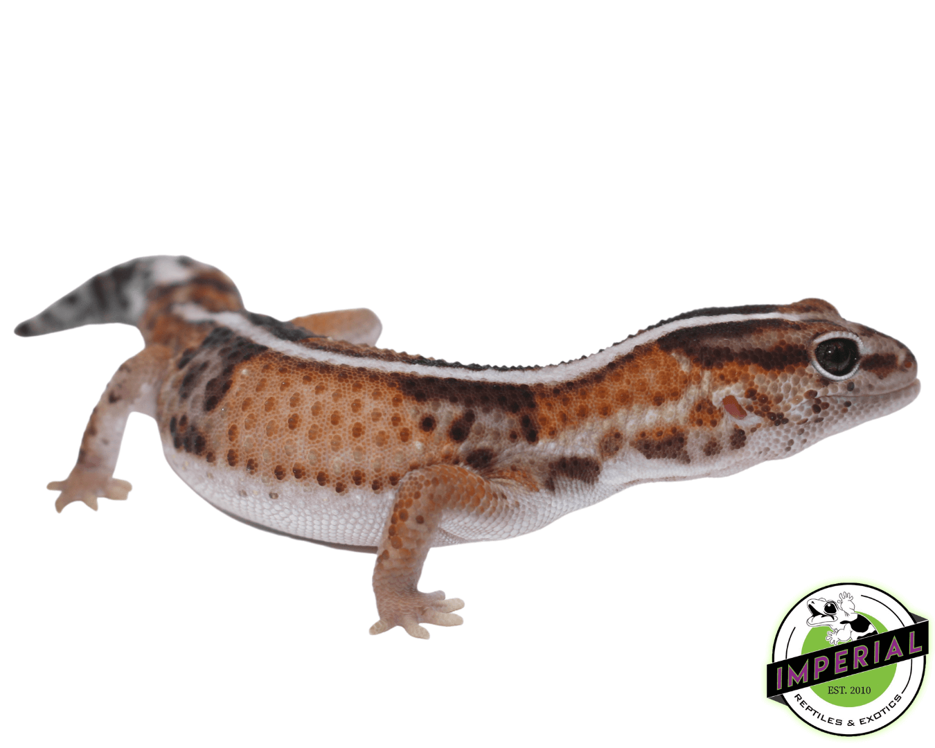 Tangerine Whiteout African Fat Tail Gecko Adult - Image 2