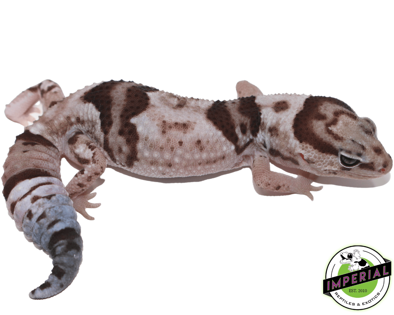 Whiteout Oreo African Fat Tail Gecko Adult - Image 2