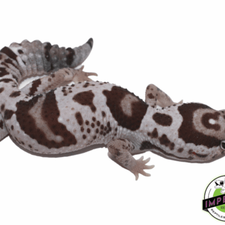 Whiteout Oreo 100% het. Caramel African Fat Tail Gecko