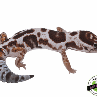 Whiteout Het Snow (OreoxCaramel) Fat Tail Gecko