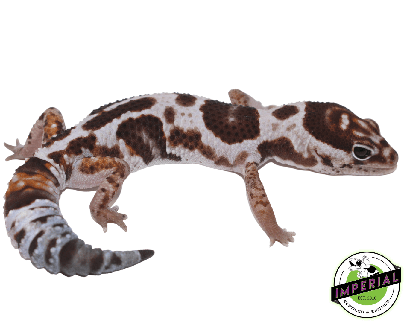 Whiteout Het Snow (OreoxCaramel) Fat Tail Gecko