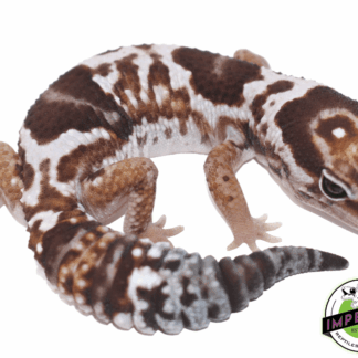 Aberrant Whiteout het. Snow Fat Tail Gecko