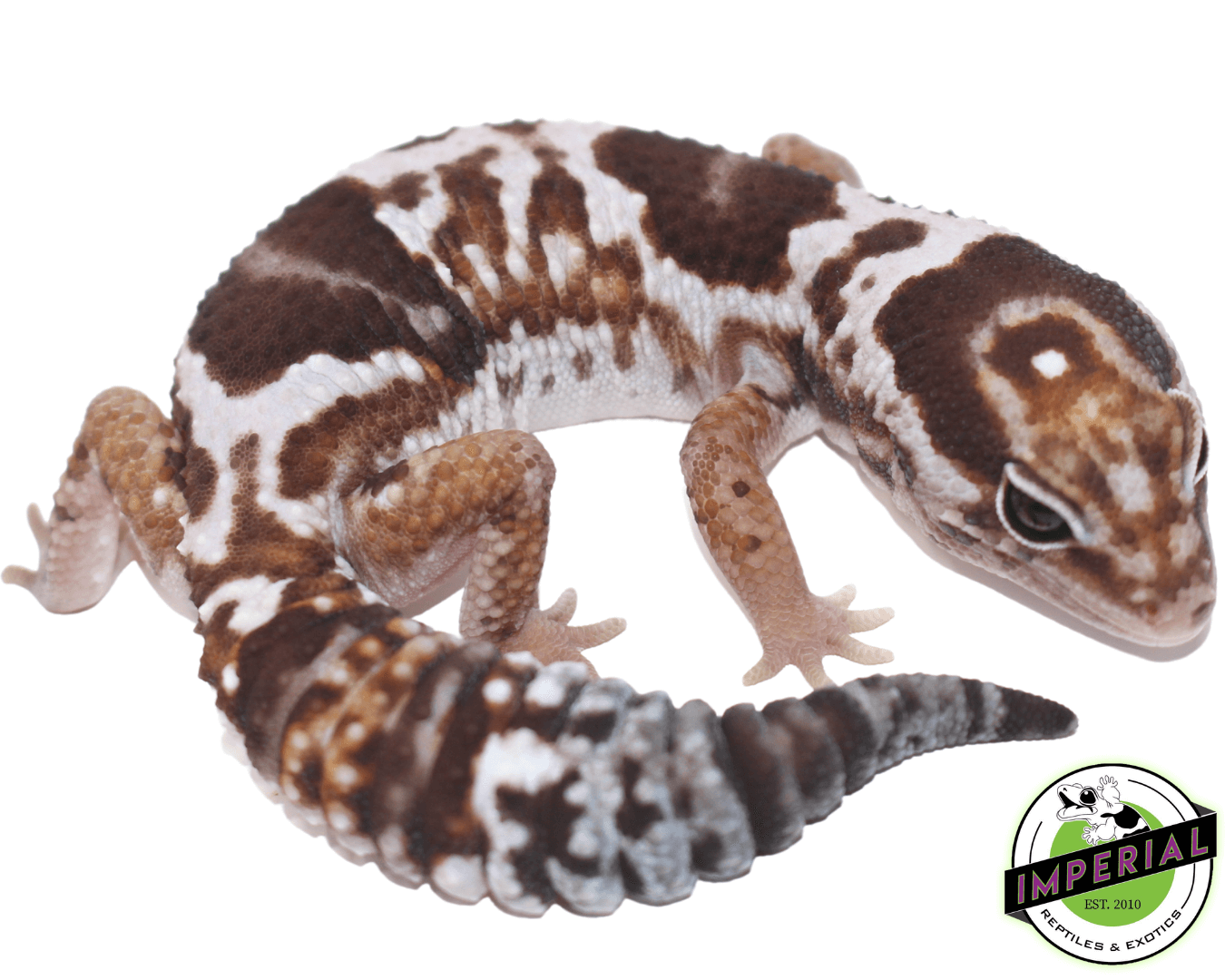 Aberrant Whiteout het. Snow Fat Tail Gecko