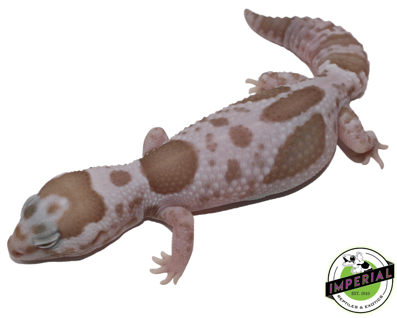 Aberrant Whiteout Snow (Oreo x Caramel) African Fat Tail Gecko - Image 3