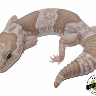 Snow (Caramel x Oreo) African Fat Tail Gecko