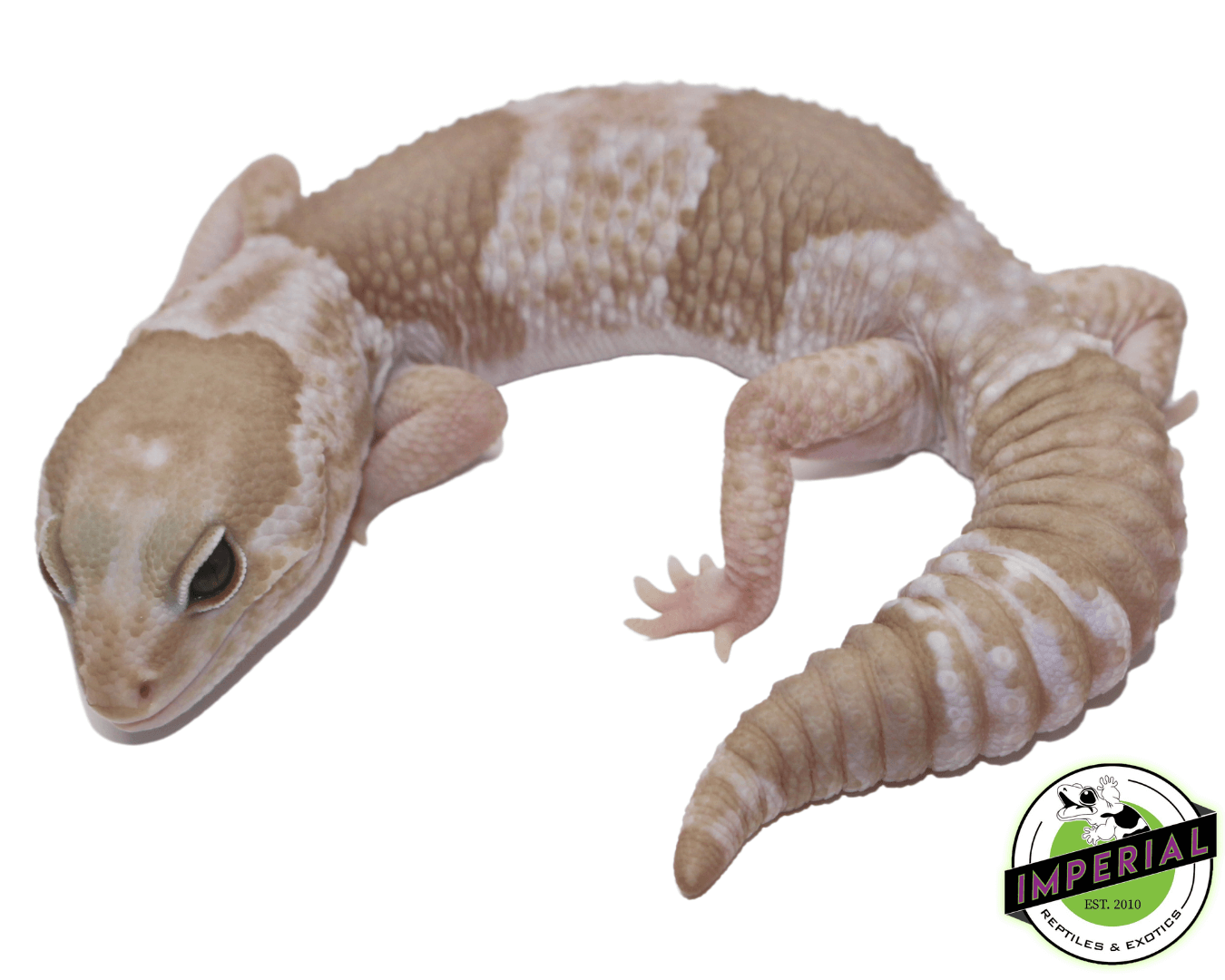 Snow (Caramel x Oreo) African Fat Tail Gecko
