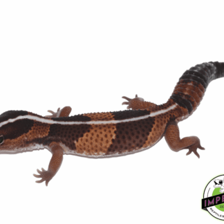 Striped African Fat Tail Gecko Adult
