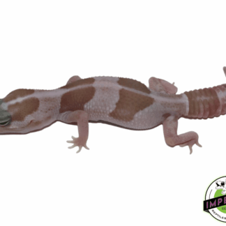 Striped Snow African Fat Tail Gecko