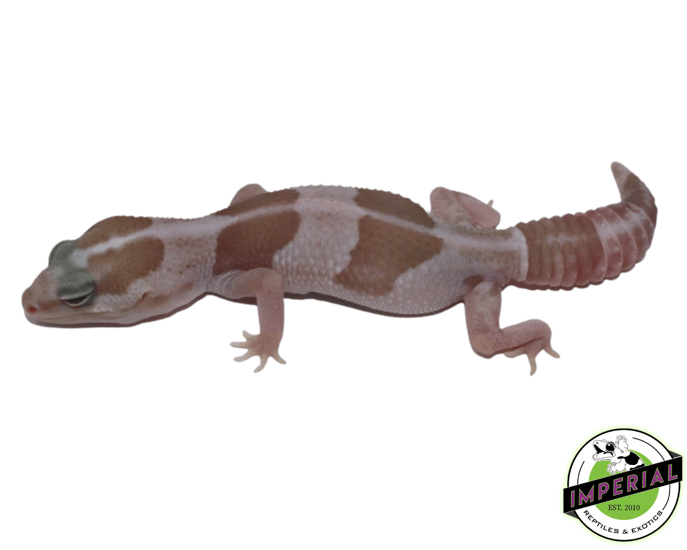 Striped Snow African Fat Tail Gecko