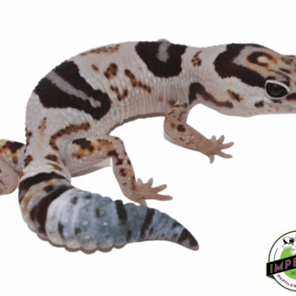 Whiteout 100% het. Oreo African Fat Tail Gecko