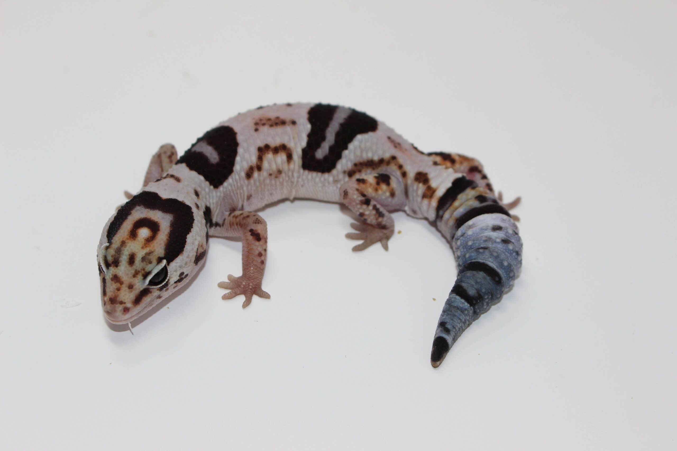 Whiteout 100% het. Oreo African Fat Tail Gecko - Image 2