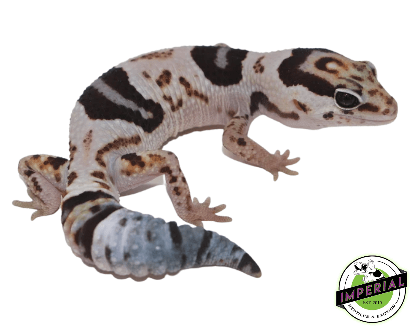 Whiteout 100% het. Oreo African Fat Tail Gecko