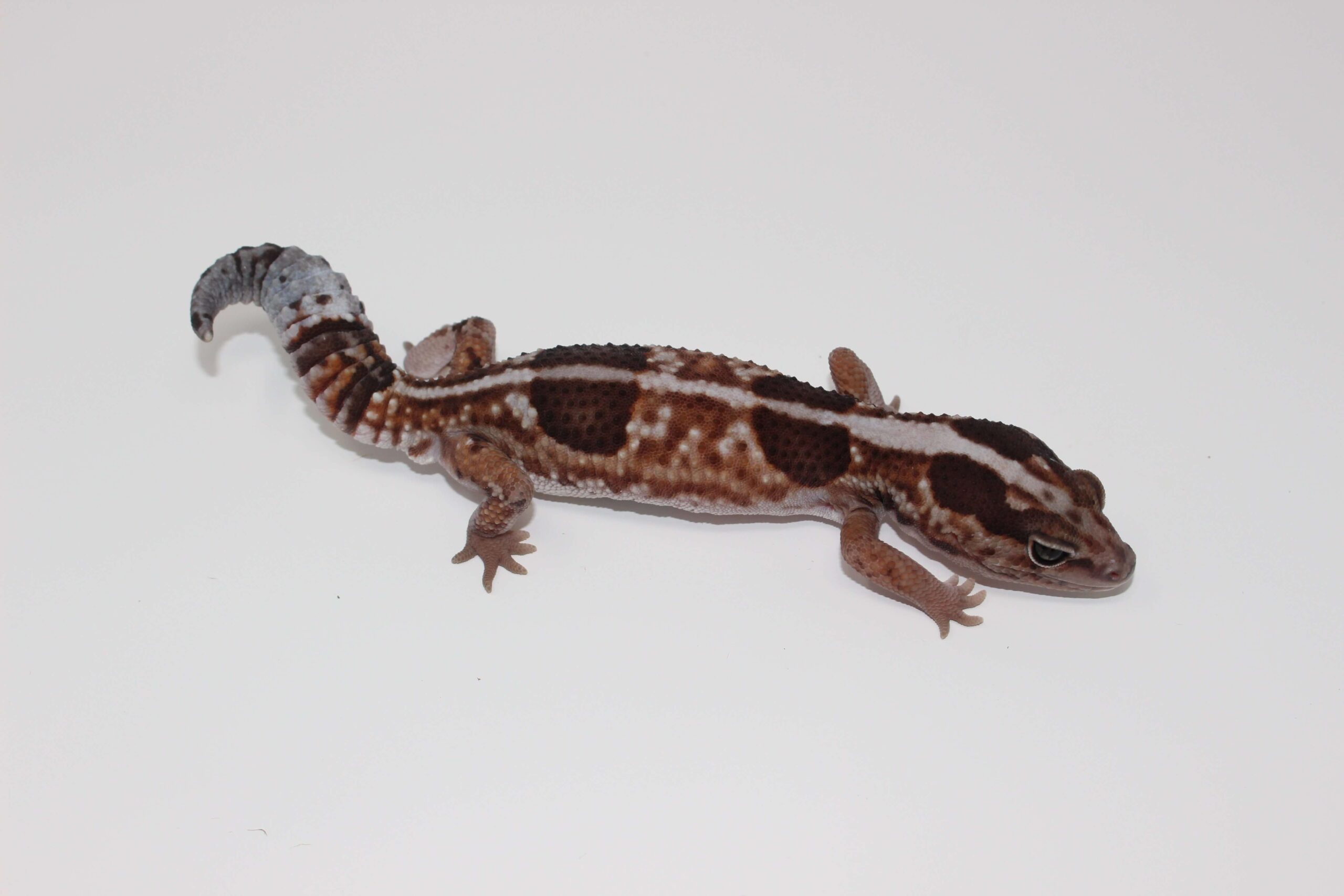Whiteout Het Caramel African Fat Tail Gecko - Image 3