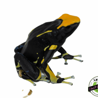 Dendrobates tinctorius "Alanis" Posion Dart Frog Adult