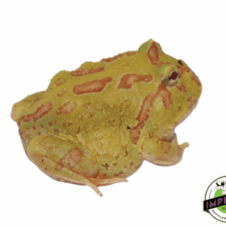 Pikachu Pacman Frog Baby