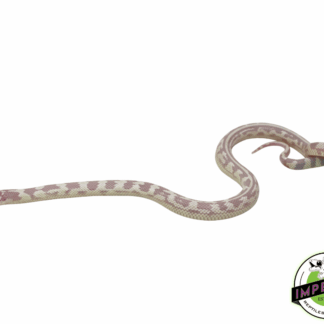 Albino Aberrant California King Female