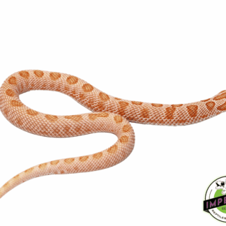 Arctic Albino Anaconda Western Hognose Male (#62623-01)
