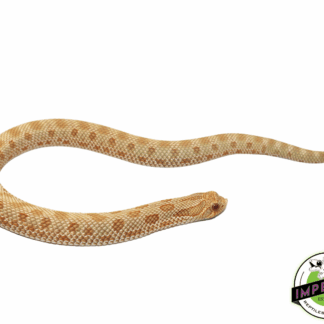 Albino Anaconda Western Hognose Baby